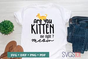 Are You Kittin Me Right MEOW