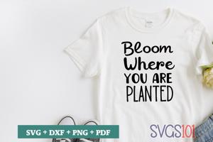 Bloom where you are planted